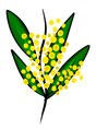 Illustration of a wattle branch with green leaves and yellow flowers on a white background